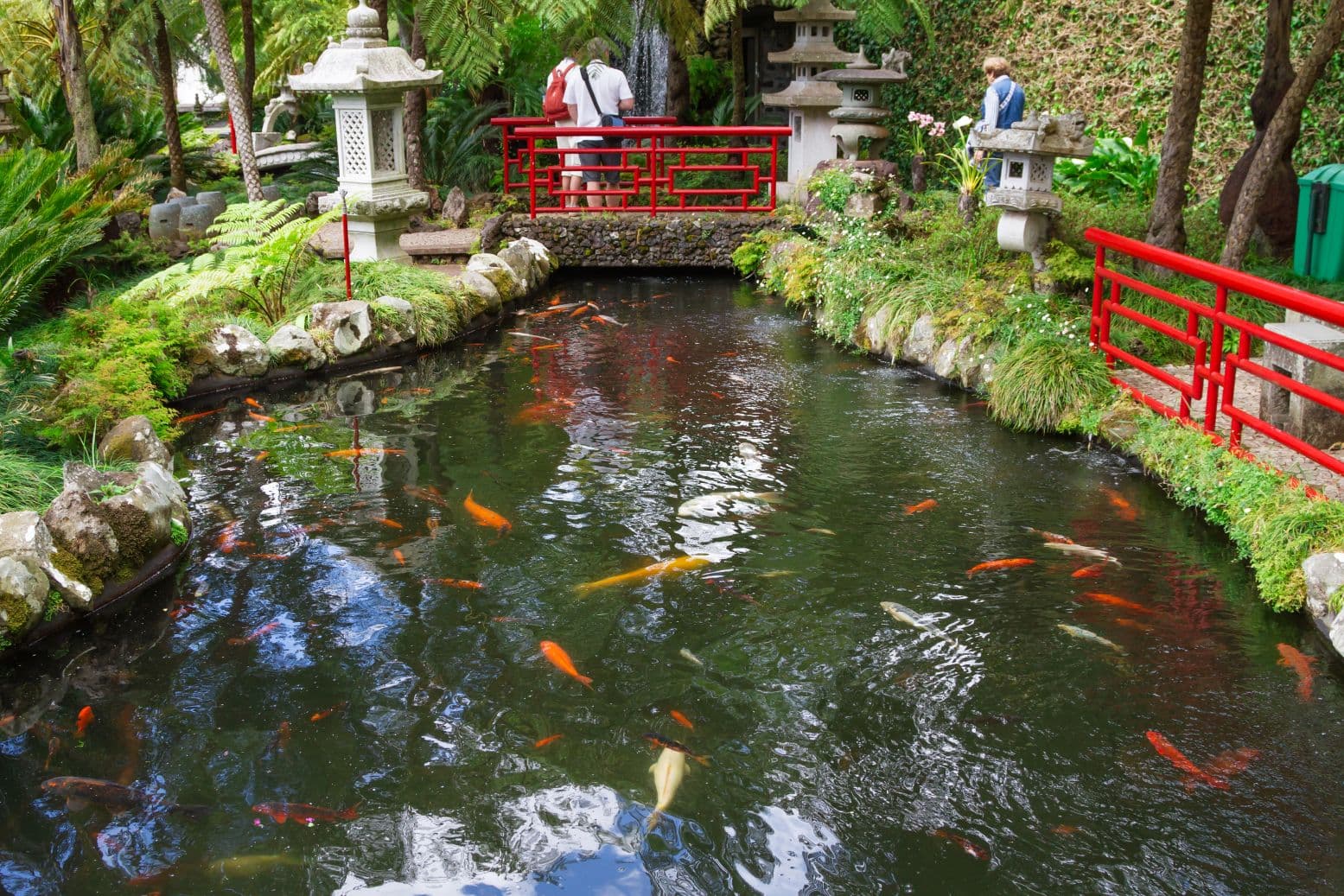 koi pond in monte palace, Madeira