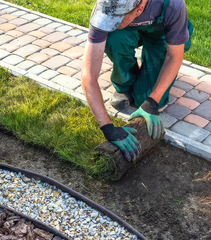 A gardener fixing placing grass ion a garden bed