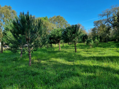 Land of 8.293m2 in Tornada - Caldas da Rainha, Property for sale in Caldas da Rainha, Leiria, BL764