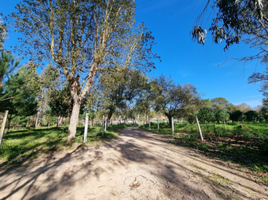 Land in Tornada - Caldas da Rainha, Property for sale in Caldas da Rainha, Leiria, BL763