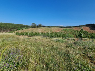 Land of 1200m2 in Bombarral with an approved project, Property for sale in Bombarral, Leiria, BL897