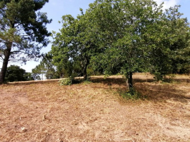 Land in Óbidos with great potential for an urban plan, Property for sale in Óbidos, Leiria, BL938