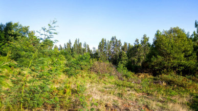 Land with 6 195m2 in Santa Cruz, Property for sale in PP173603