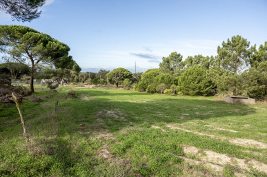 Farm with 4000m2 of plot and ruin, in Melides, Property for sale in DL35464