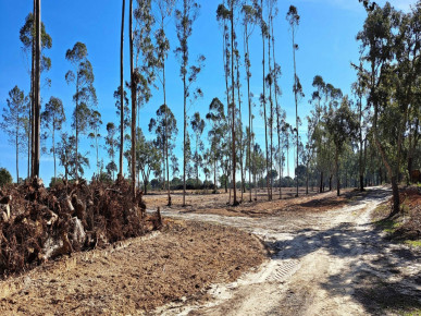 House T2 in Sobreiras Altas, Melides, Property for sale in DL33778