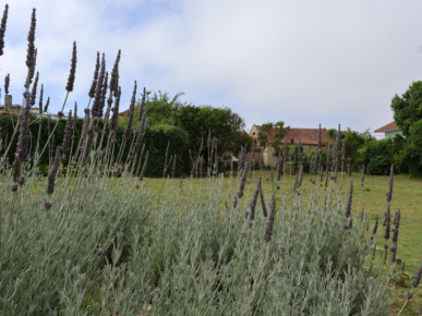 Land with 13 435m2 with possibility of construction, Property for sale in Óbidos, Leiria, BL1309