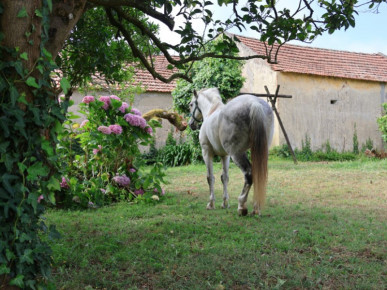 Land with 13 435m2 with possibility of construction, Property for sale in Óbidos, Leiria, BL1309