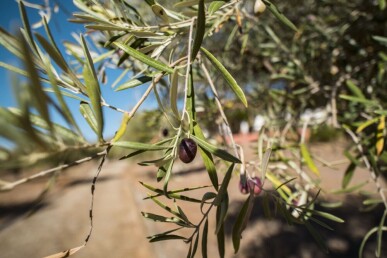 4 bedroom Property in Mogadouro, Property for sale in JL-44847