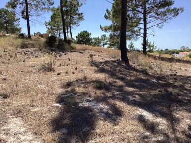 Land for Sale in Grândola, Property for sale in JL-75237
