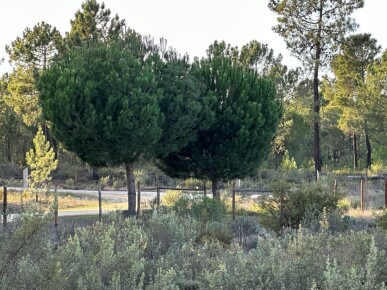 Land for Sale in Grândola, Property for sale in JL-82715