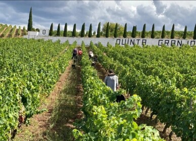 Land for Sale in Alijó, Property for sale in JL-91498