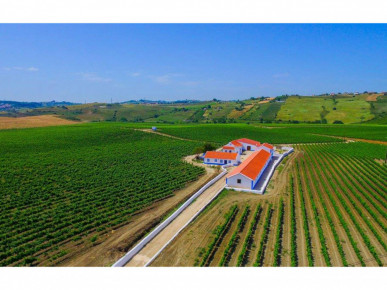 Vineyard north of Lisbon, Property for sale in Lisbon, Lisbon, EVW-02QZWP