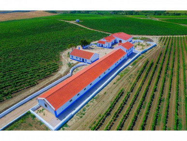 Vineyard north of Lisbon, Property for sale in Lisbon, Lisbon, EVW-02QZWP