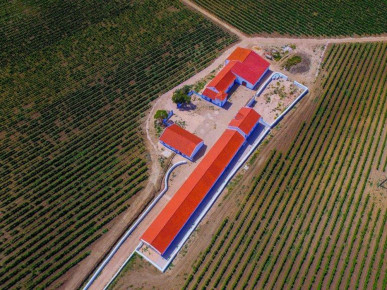 Vineyard north of Lisbon, Property for sale in Lisbon, Lisbon, EVW-02QZWP