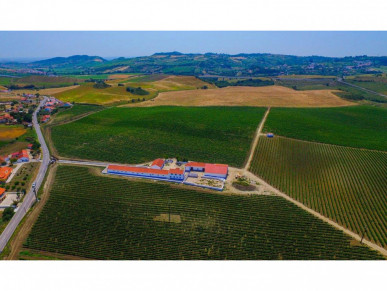 Vineyard north of Lisbon, Property for sale in Lisbon, Lisbon, EVW-02QZWP