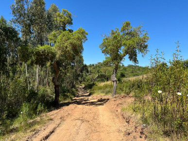 Land, Project for Rural Hotel, Santiago do Cacém, Property for sale in DL32823